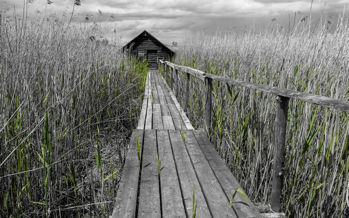 Wooden boardwalk through reeds to a wooden house