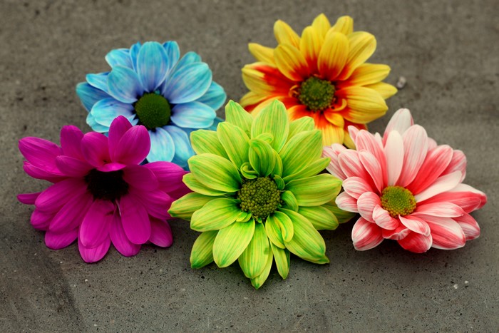 Colorful Gerberas on a Textured Surface