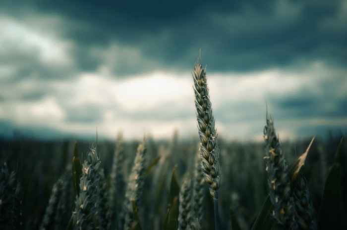 Wheat field under cloudy sky