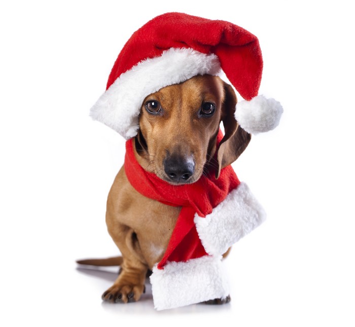 Dachshund wearing a Santa hat and scarf
