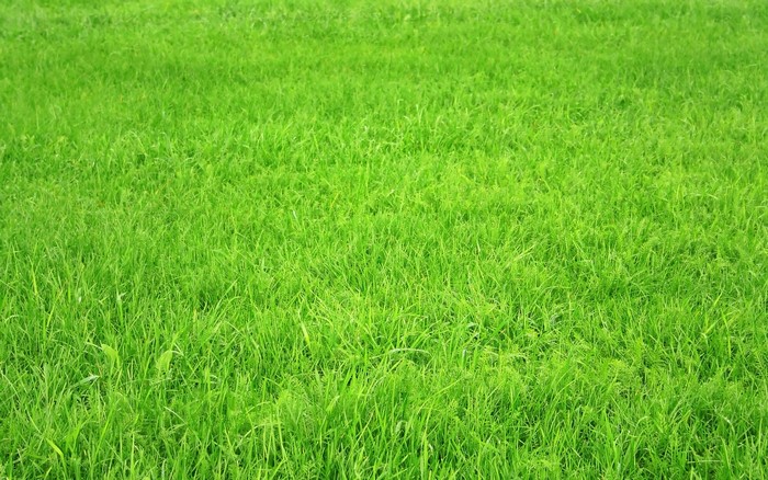 Green grass texture