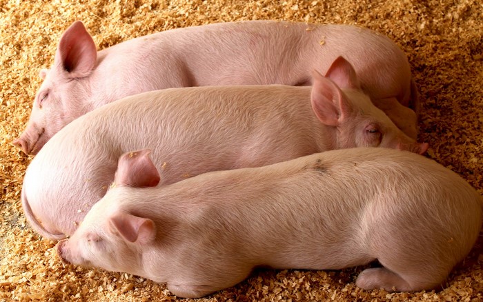 Three young pigs sleeping on wood shavings