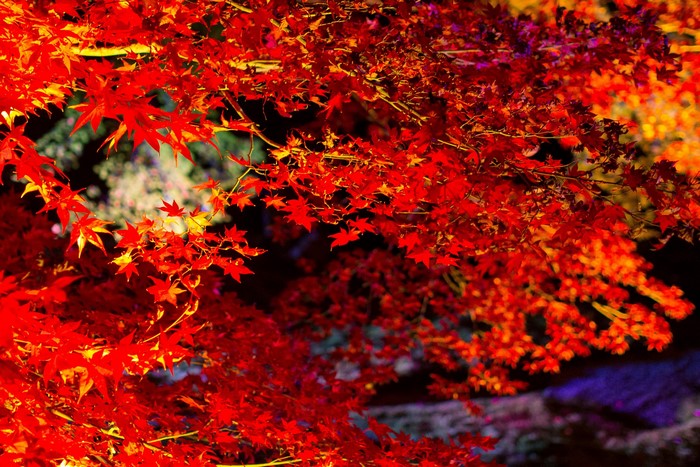 Red Maple Leaves in Autumn