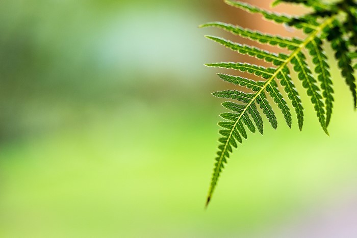 Green fern frond against a blurred background