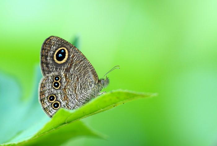 Close-up of a butterfly with eye spots on a green leaf