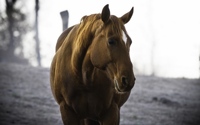 Brown horse with white blaze on face
