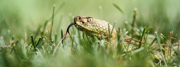 Rattlesnake with tongue flicking in green grass
