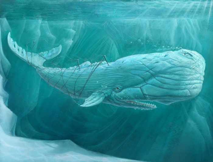 Moby Dick whale entangled in ropes underwater