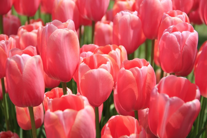 Many Pink Tulips Closeup