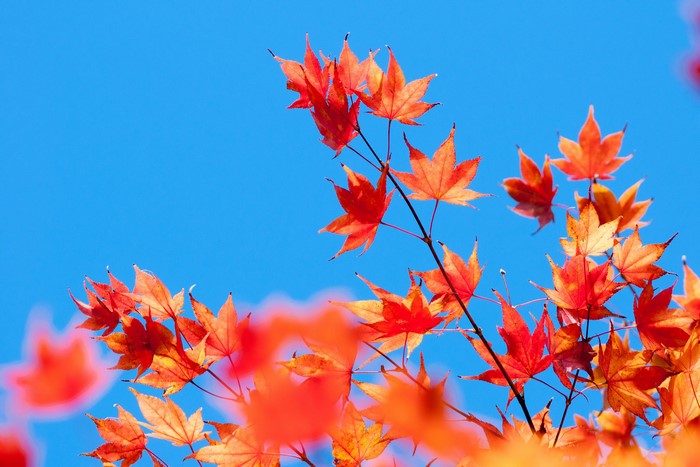 Orange Maple Leaves Against Blue Sky