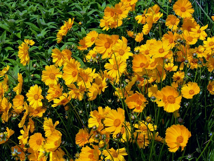 Field of Yellow Coreopsis Flowers