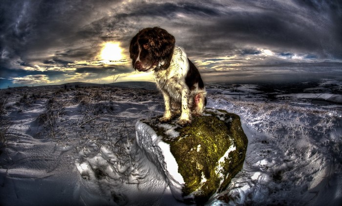 English Springer Spaniel sitting on a mossy rock in winter
