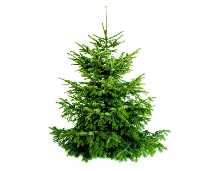 A green Christmas spruce tree