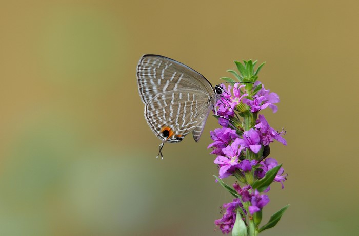 A butterfly rests on a purple flower