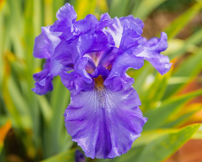 Closeup of a Violet Iris flower