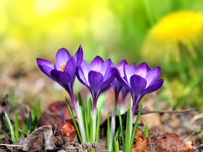 Purple Crocuses in Spring Sunlight