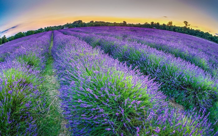 Lavender field at Mayfield Lavender Farm, South London, England