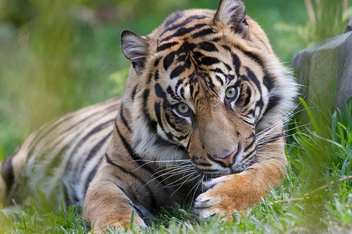Tiger lying in grass with green eyes