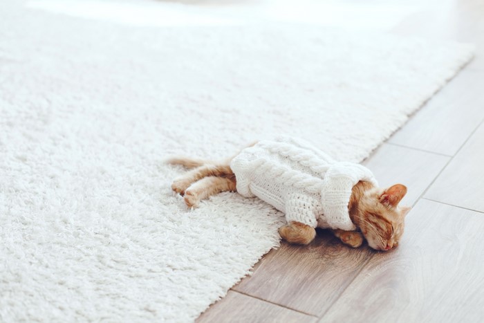 Ginger kitten sleeping on a carpet wearing a sweater