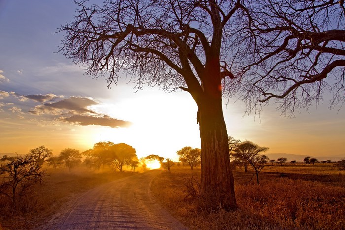 Dirt road through savanna with baobab tree at sunset