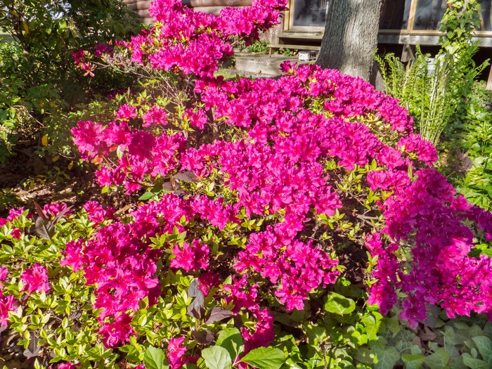 Bright pink Rhododendron flowers in a garden