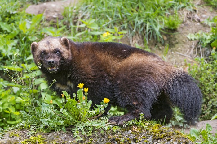 Wolverine in green grass