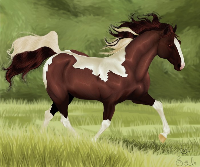 Brown and white painted horse running in grass