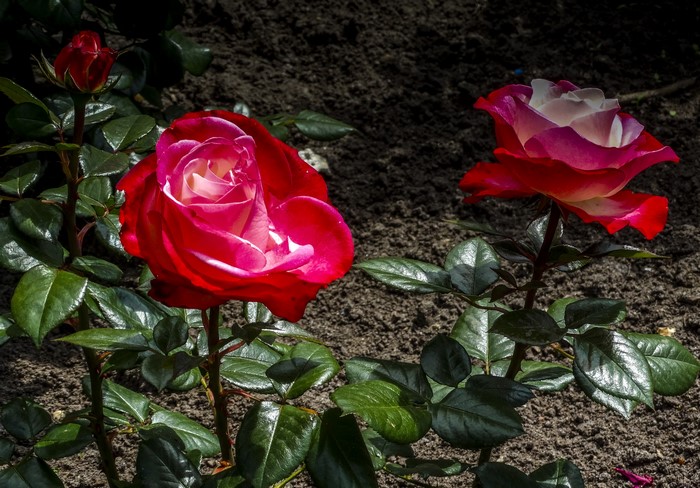 Two red and white roses and a rose bud