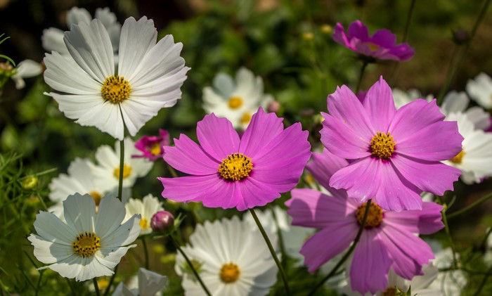 Cosmos flowers in bloom