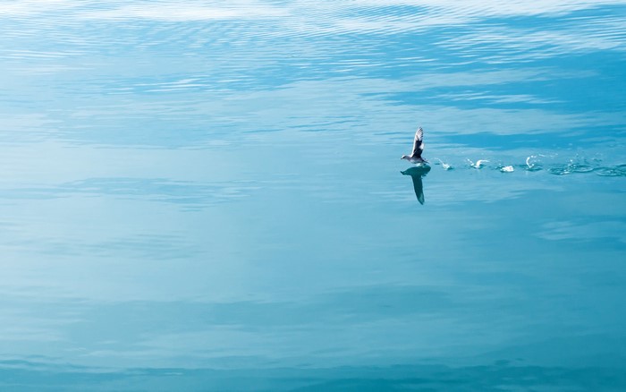 Seagull flying over the sea