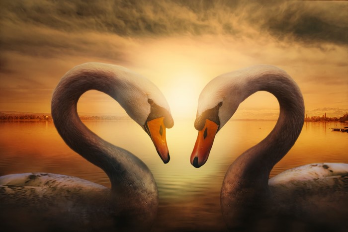 Two Swans in Love at Sunset