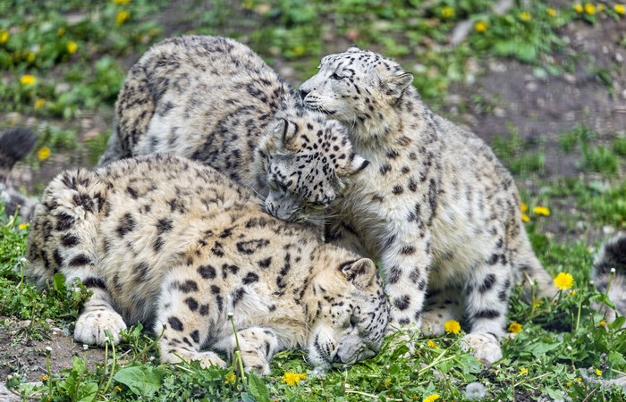 Three Snow Leopard Cubs Resting Together