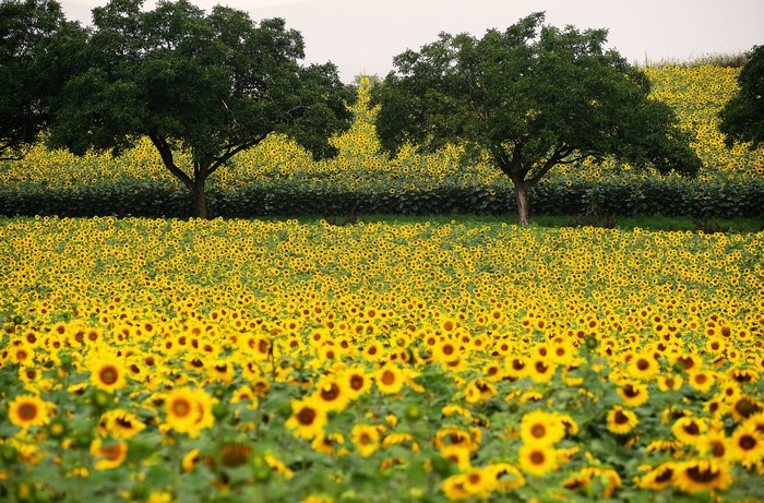 Field of Sunflowers with Trees