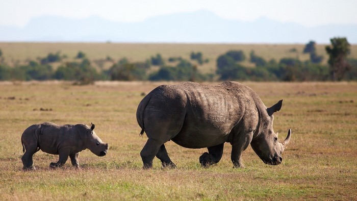 Mother and baby rhinoceros walking in a grassy field