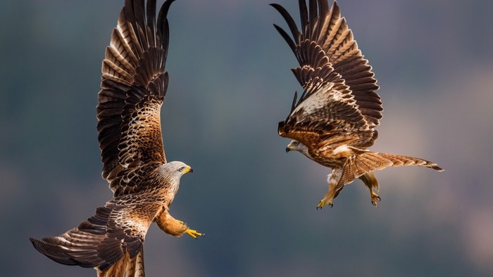 Two red kites in flight