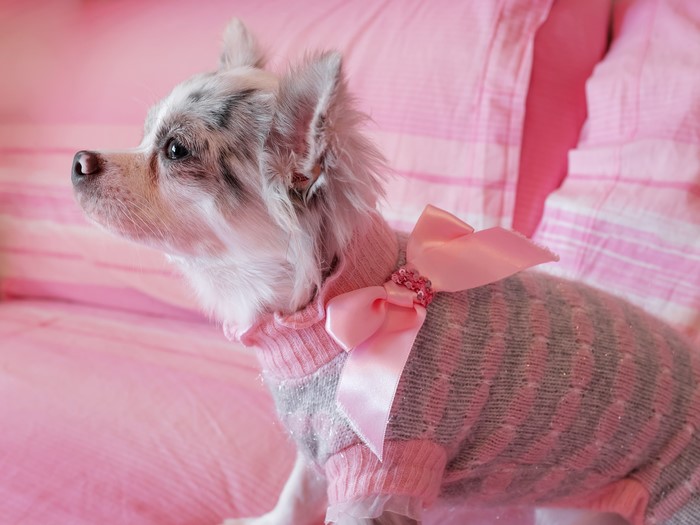 Chihuahua dog wearing a pink sweater with a bow