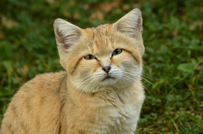 Sand cat with green grass background