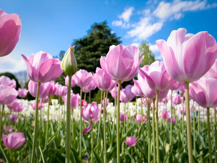 Pink tulips in a field under a blue sky