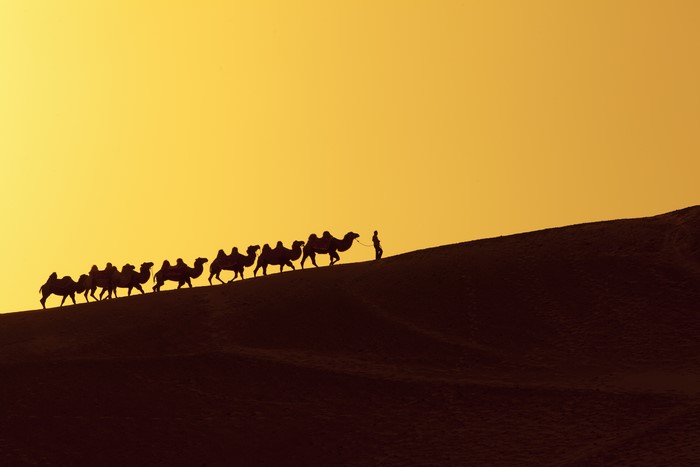 Camels and a person walking on a sand dune at sunset