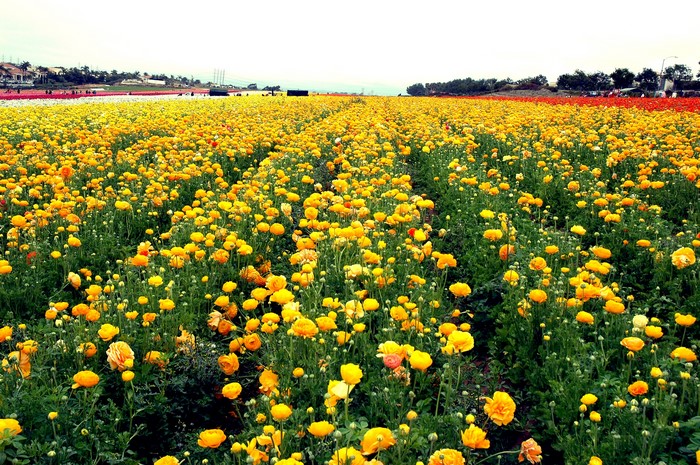 Field of Yellow Ranunculus Flowers