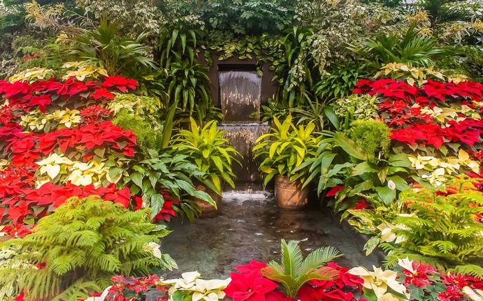 Waterfall surrounded by red and white poinsettias and lush greenery