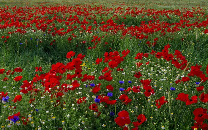 Field of red poppies and wildflowers