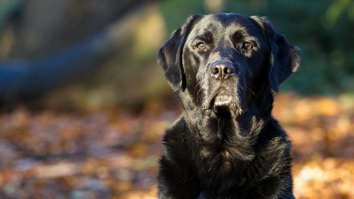 Black Labrador Retriever dog in autumn setting