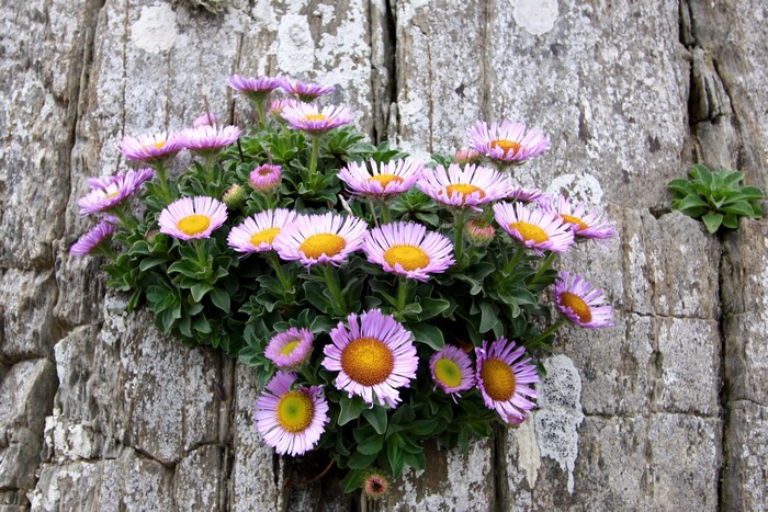 Pink and yellow flowers growing on a rock face