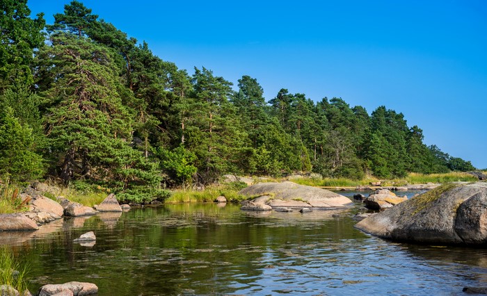 Summer lake with pine forest and stones
