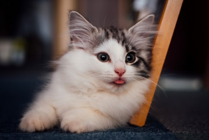 Fluffy kitten with tongue sticking out