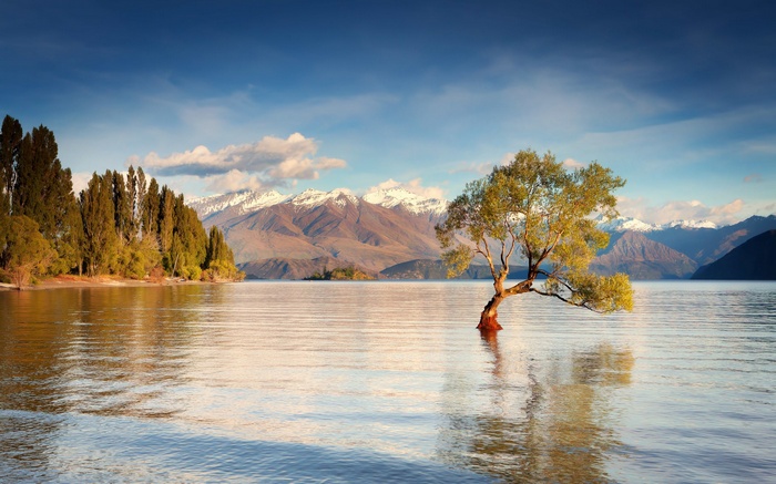 Lone tree in a lake with snow-capped mountains