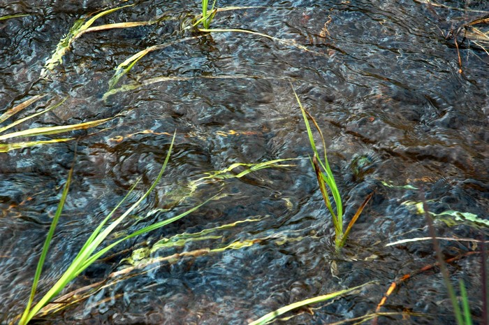 Water flowing over rocks with grass