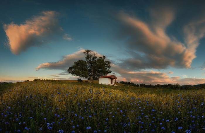 Chapel and tree in a field of flowers under a cloudy sky