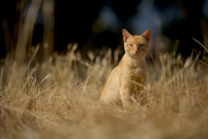Ginger cat sitting in dry grass